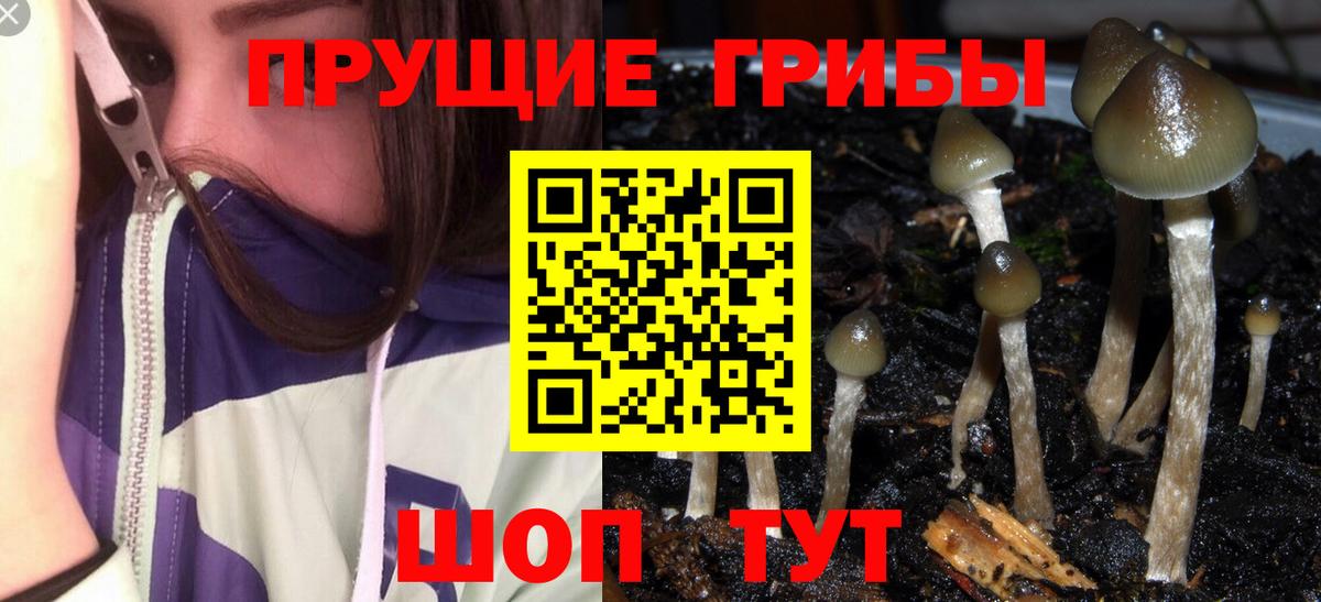 Элиста  Галлюциногенные грибы Psilocybe  где купить   Вход с VPN  Галлюциногенные грибы мицелий 